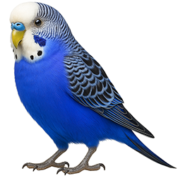 Cobalt Blue Budgie